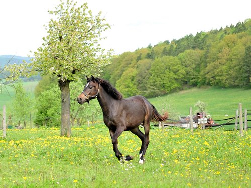 Western riding vacation in the Rhön