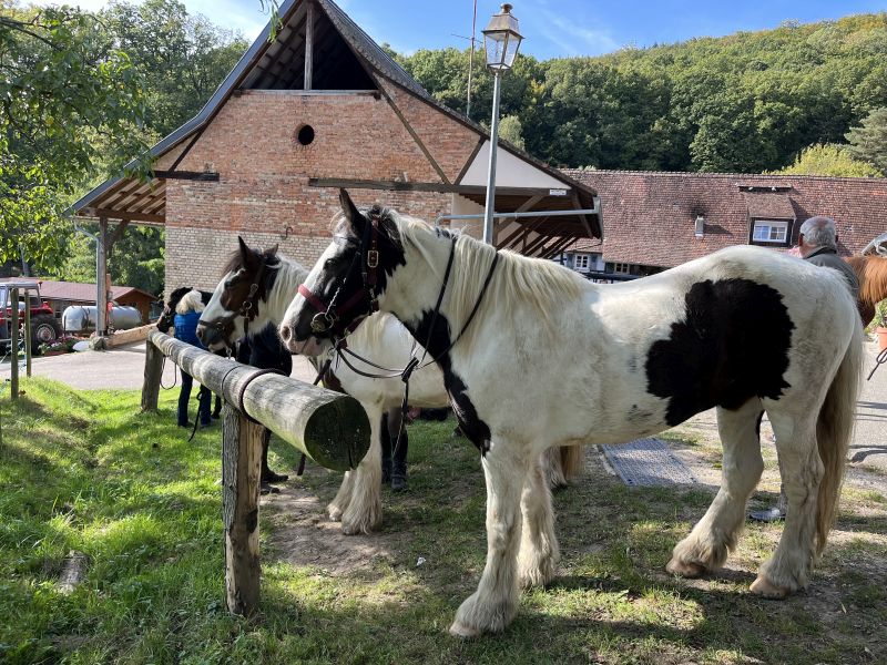 Star rides and trail rides in the Vosges