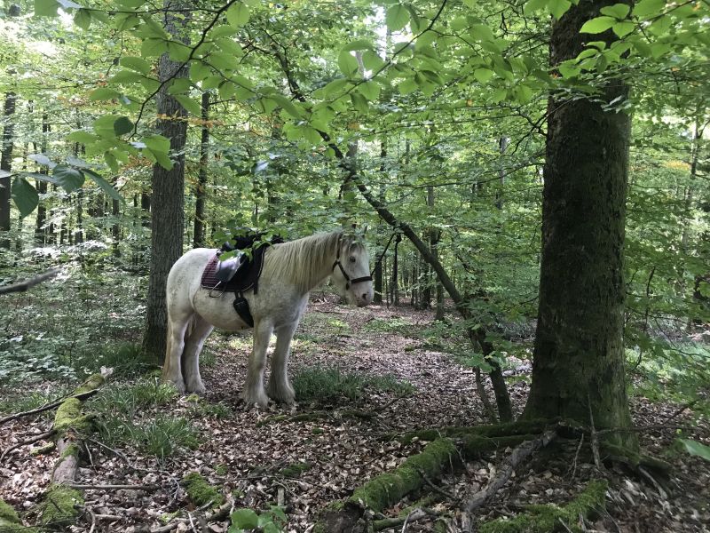 Star rides and trail rides in the Vosges