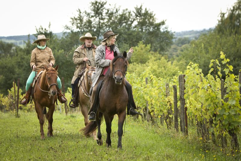 Star rides and trail rides in the Vosges