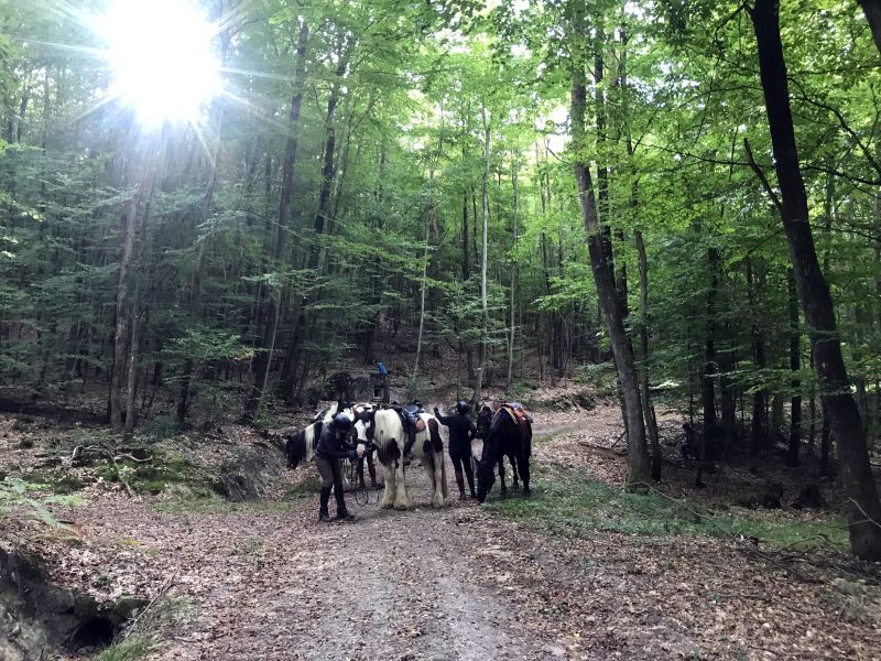 Star rides and trail rides in the Vosges
