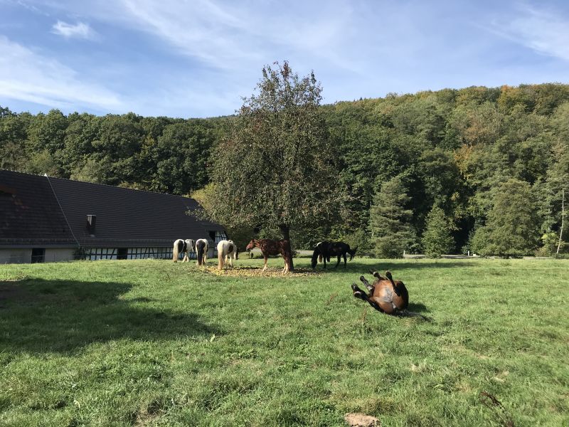 Star rides and trail rides in the Vosges