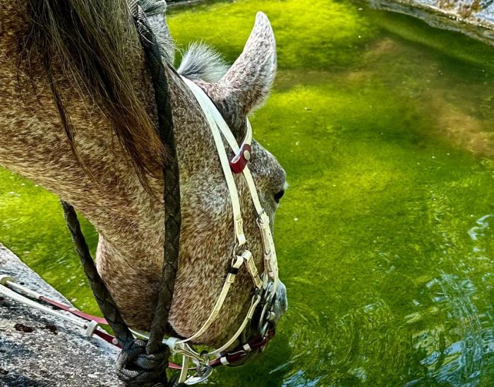 Burgundy vineyards and castles ride