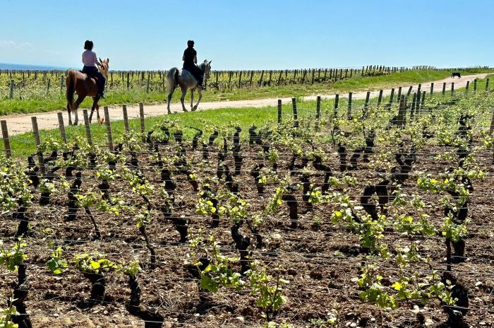 Burgundy vineyards and castles ride