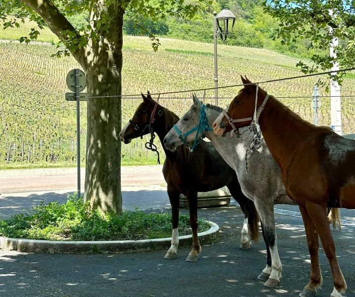 Burgundy vineyards and castles ride
