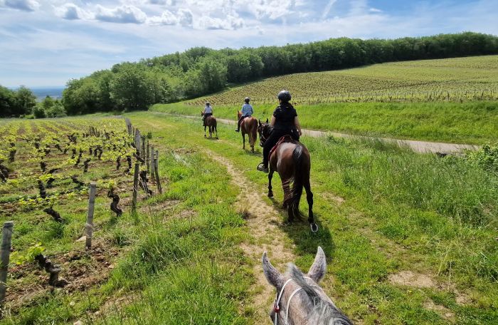 Burgundy vineyards and castles ride