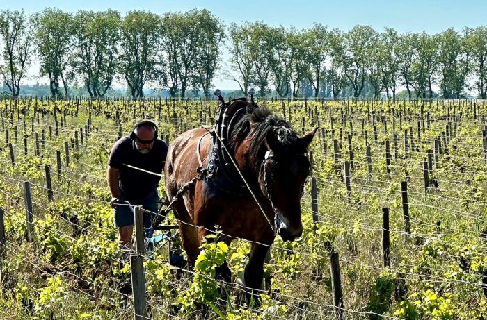Burgundy vineyards and castles ride