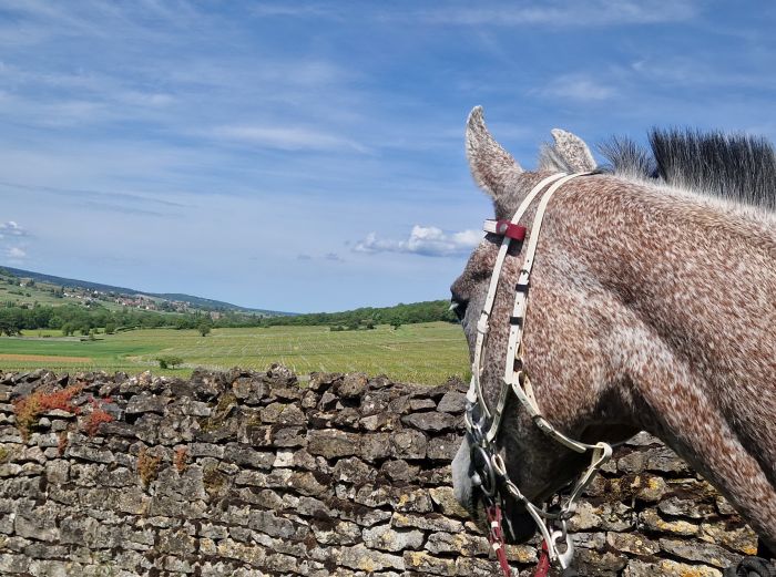 Burgundy vineyards and castles ride