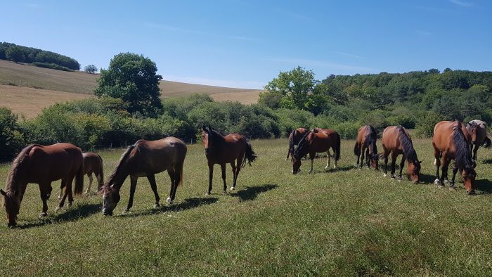 Burgundy Nature Park in galopp