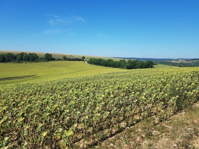Burgundy Nature Park in galopp
