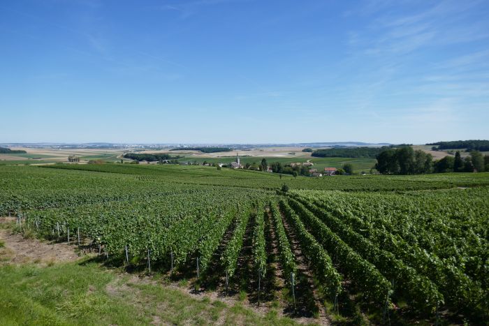 A sparkling ride through the Champagne region
