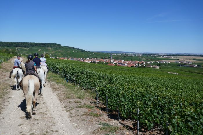 A sparkling ride through the Champagne region
