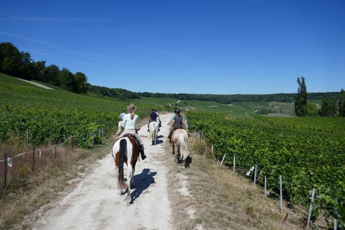 A sparkling ride through the Champagne region