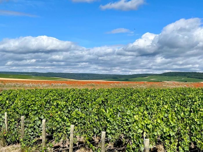 A sparkling ride through the Champagne region