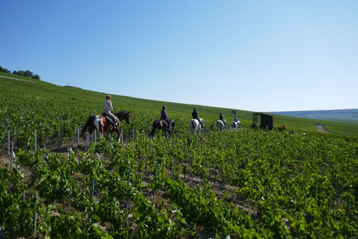 A sparkling ride through the Champagne region