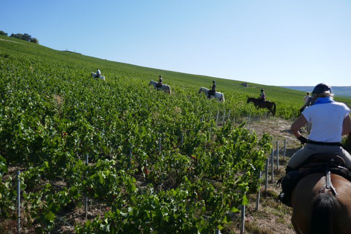 A sparkling ride through the Champagne region