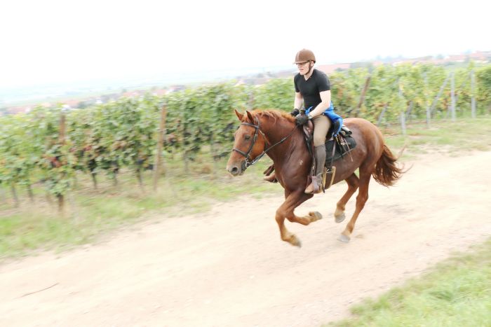 Riding holiday in the beautiful Alsace