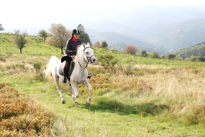 Riding holiday in the beautiful Alsace