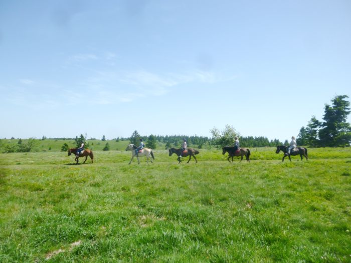 Riding holiday in the beautiful Alsace