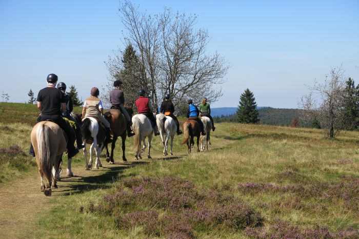 Riding holiday in the beautiful Alsace