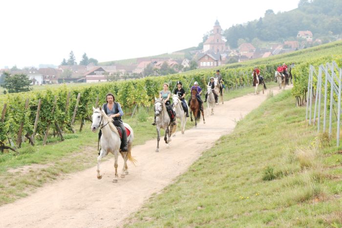 Riding holiday in the beautiful Alsace