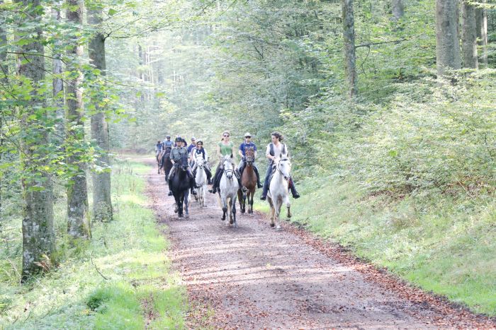 Riding holiday in the beautiful Alsace