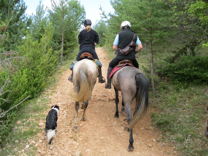 Alsace crossing in gallop