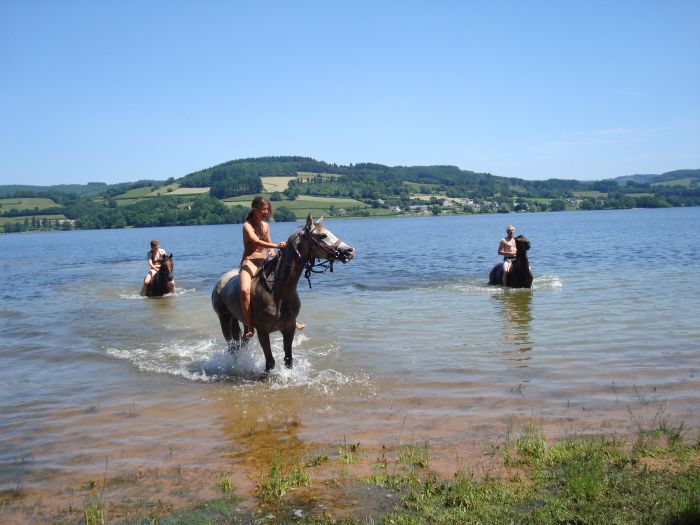Alsace crossing in gallop