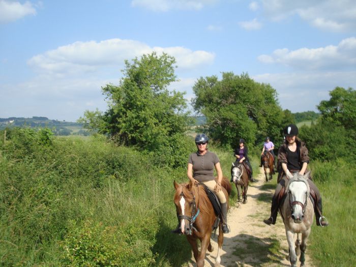 Alsace crossing in gallop