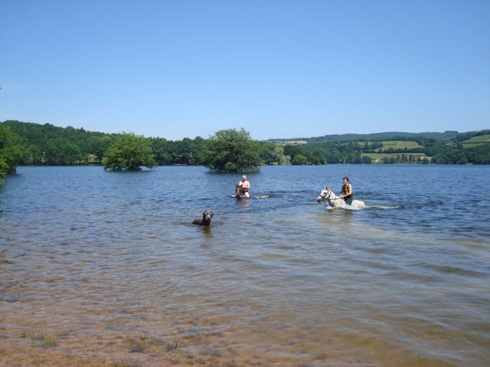 Alsace crossing in gallop