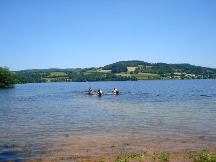 Alsace crossing in gallop
