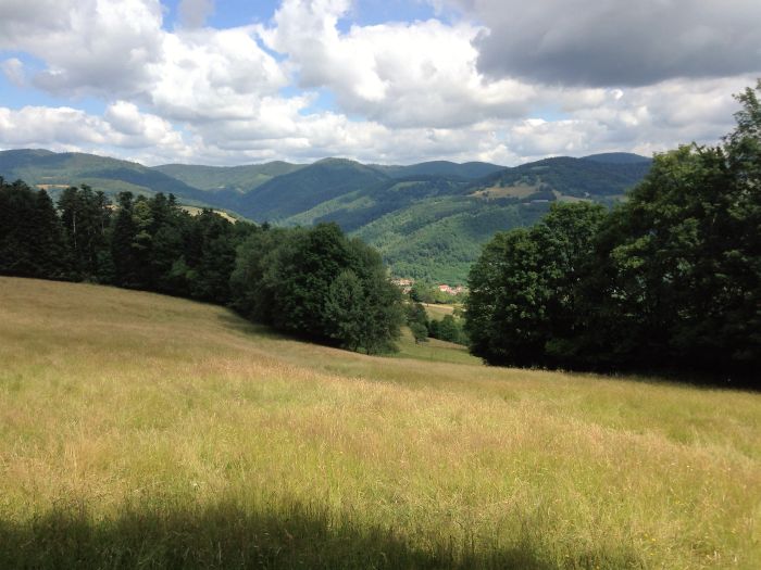 Alsace crossing in gallop