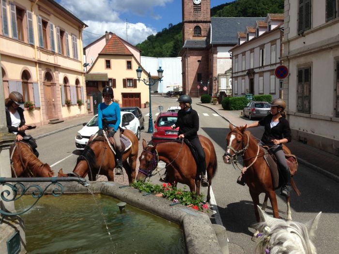Alsace crossing in gallop