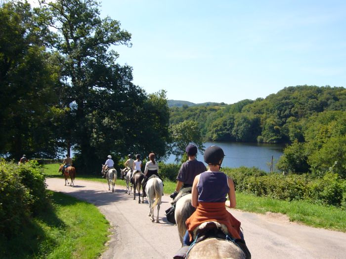 Alsace crossing in gallop