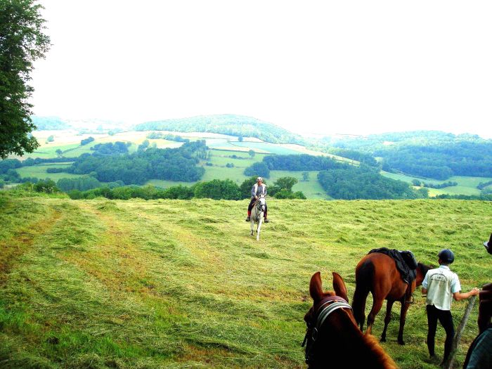Alsace crossing in gallop