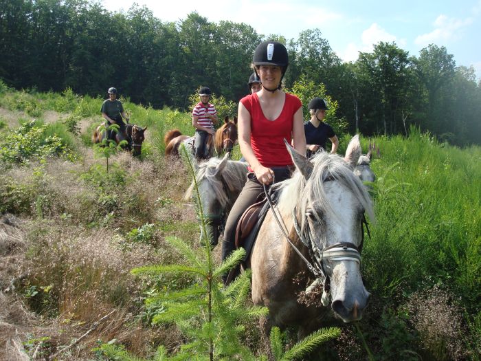 Alsace crossing in gallop
