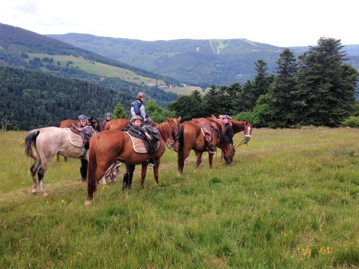 Alsace crossing in gallop