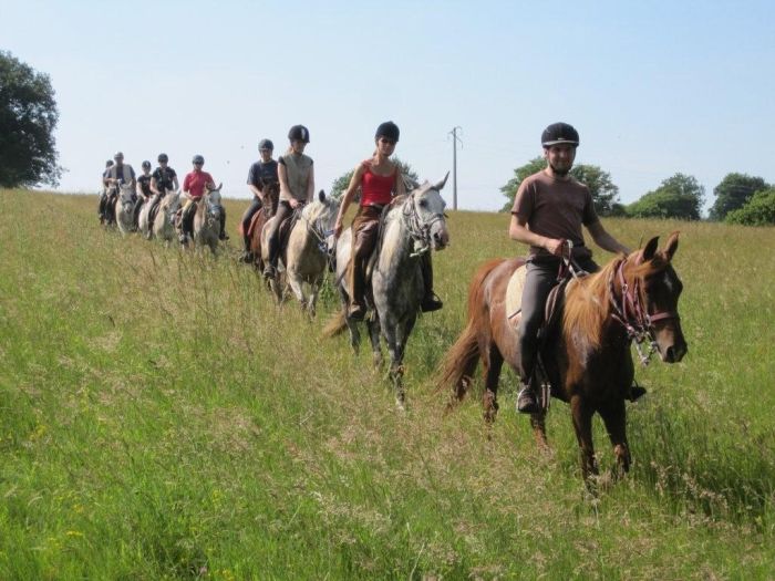 Alsace crossing in gallop