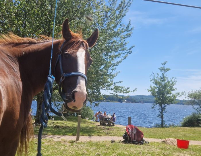 Morvan in Galopp & Morvan Lake Ride