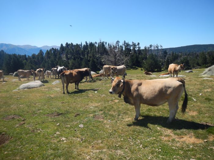 Pyrenees - Lakes - Ride