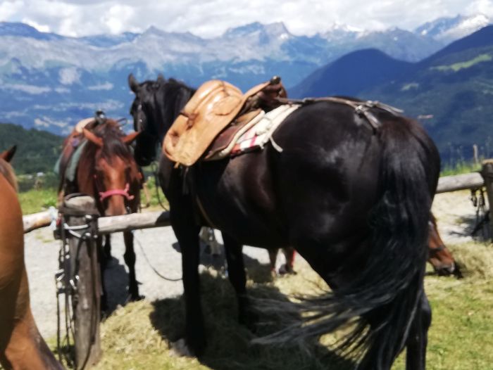 Trail through the French Alps (4/5 days)