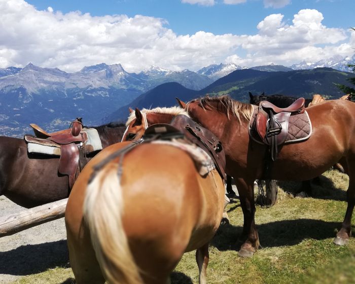 Trail through the French Alps (4/5 days)