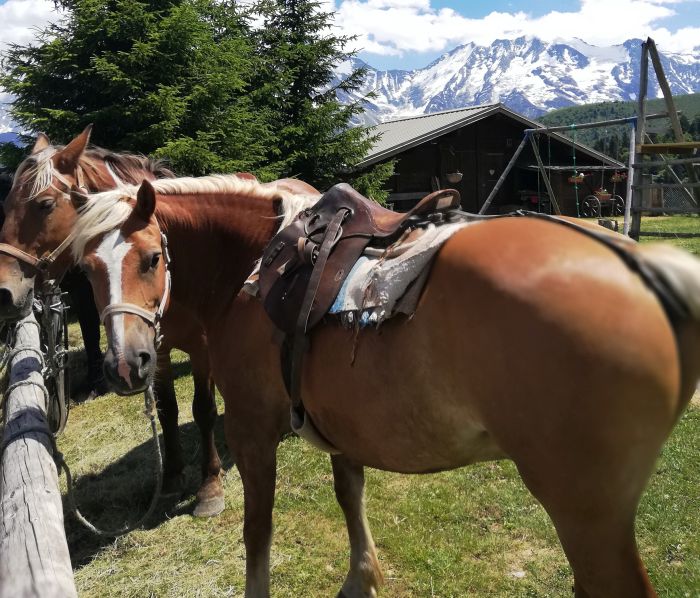 Trail through the French Alps (4/5 days)