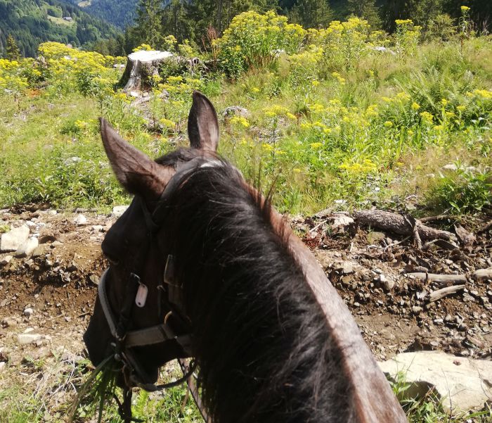 Trail through the French Alps (4/5 days)