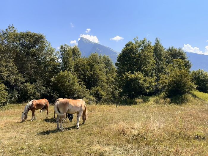 Trail through the French Alps (4/5 days)