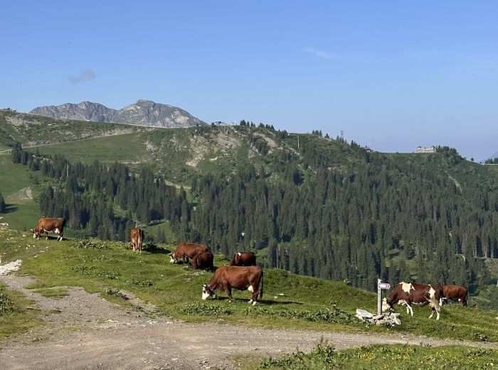 Trail through the French Alps (4/5 days)