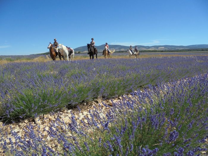 Provence & Camargue Rides