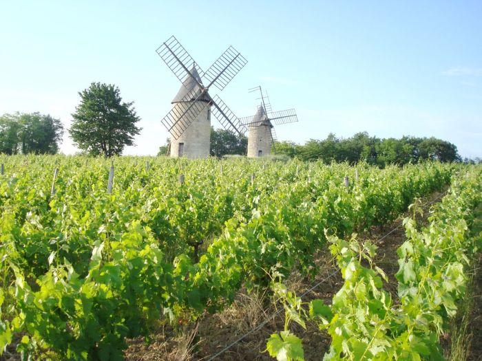 Gourmet tour to the wine castles of Bordeaux