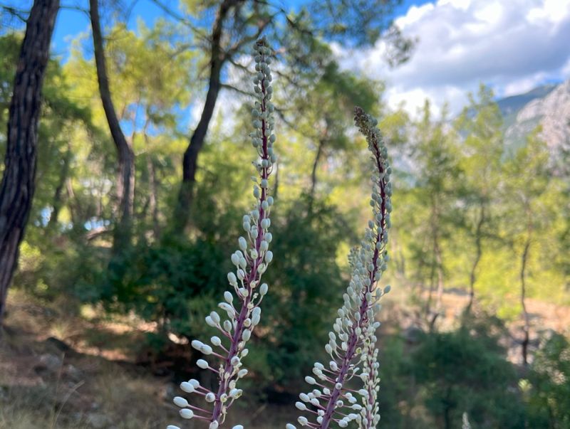 Equestrian hotel in the Taurus Mountains