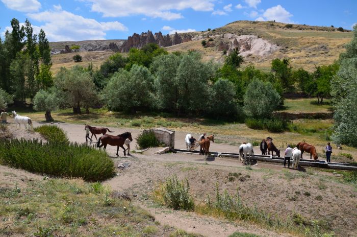 In the land of the beautiful horses